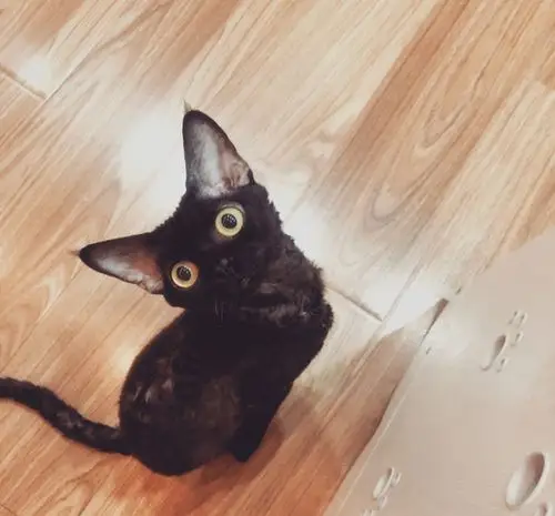 不想华晨宇,想per猫