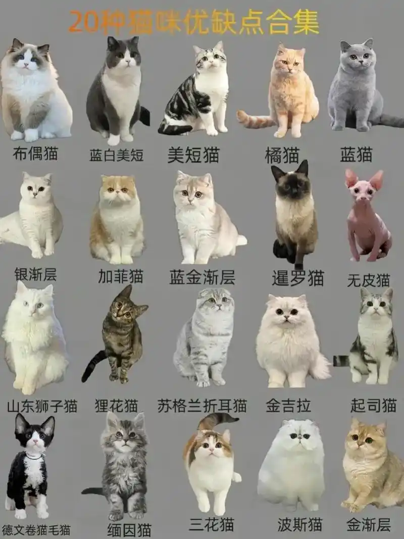 20种常见猫咪品种的性格优缺点合集.93新手养猫攻略:带你认 - 抖音
