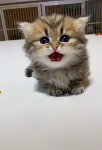 小奶猫因"颜值太高"爆红,奶凶奶凶的超可爱,网友:想抱回家养_猫咪