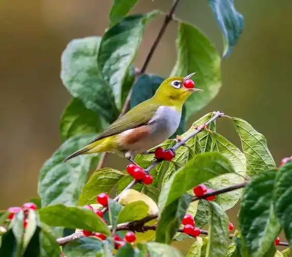 济南来了美丽的红胁绣眼鸟