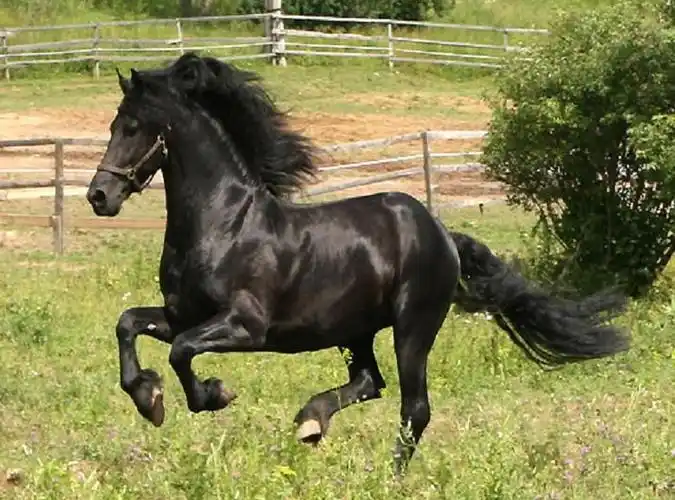 什么是热血马,什么是冷血马? 2011-04-24