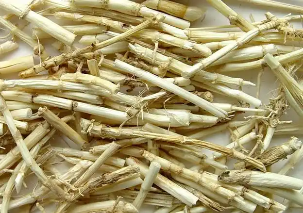 常年供应白毛根别名白茅根米作用凉血止血清热利尿