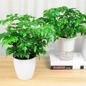 【防辐射盆栽植物室内小盆景图片】防辐射盆栽植物室内小盆景图片大全