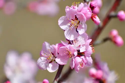 桃花红杏花白