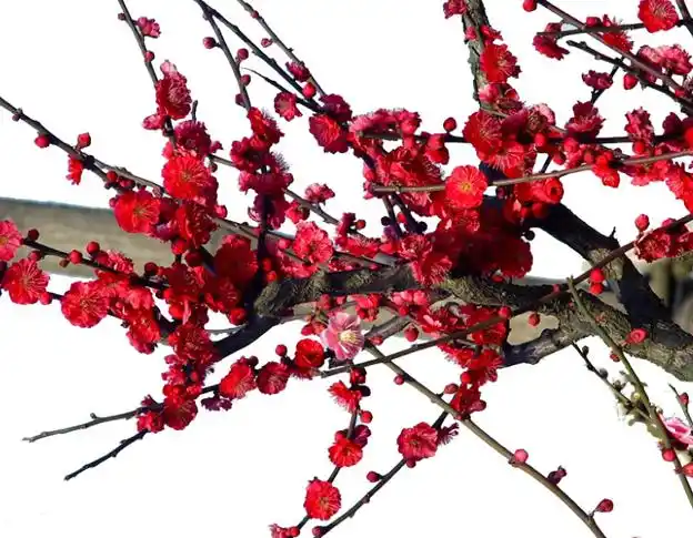 红梅.jpg