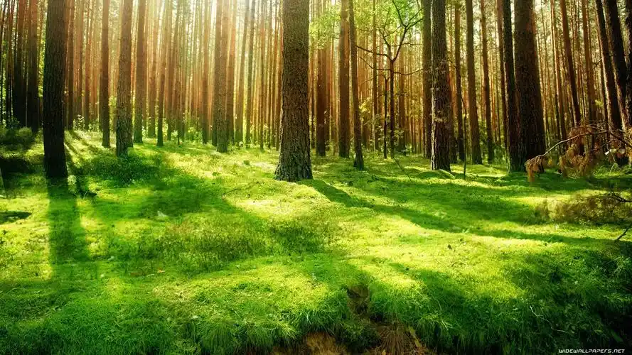 森林树木高清壁纸,高清图片,壁纸,自然风景-桌面城市