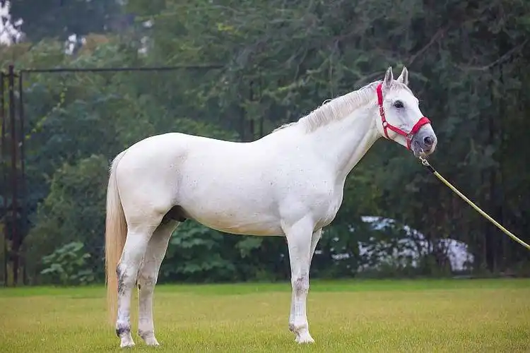 贵族马术课!29元抢原价368元ckur国际马会马术体验课!不负春天好时光