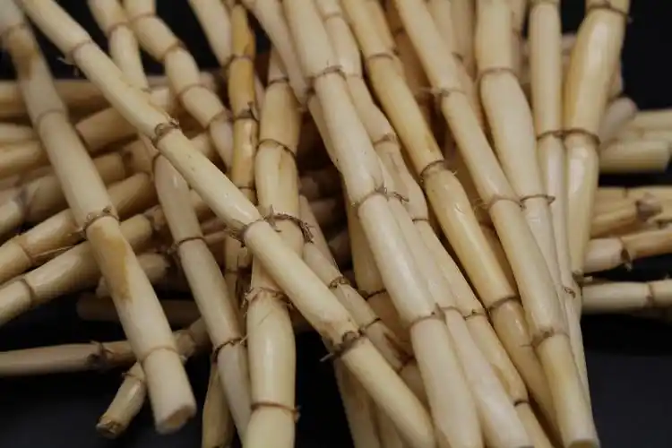 秦霄堂 真空包装新鲜芦苇根 苇子根芦根白茅根 中草药材原材料 500g