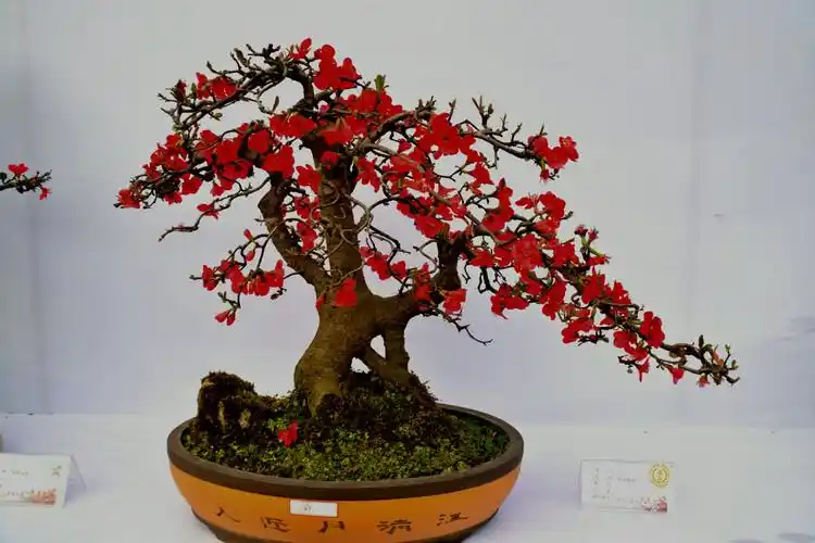 成都市首届海棠花节盆景展欣赏,江绍伦偏记.