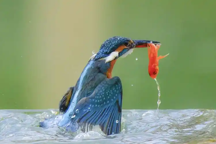 翠鸟捕鱼……精彩瞬间