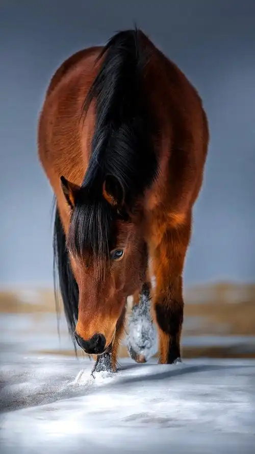 675_1200竖版 竖屏