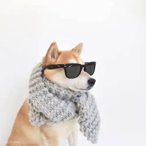 有哪些可爱的狗狗头像