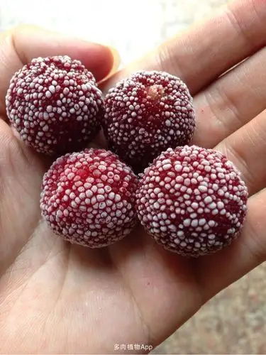 家有鲜肉                  冰梅,真的太冰了