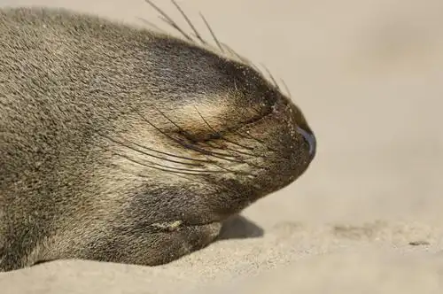 海岸,沙地,娱乐,一只,阳光,动物,享受,休息,休闲,放松,可爱,活泼,海狗