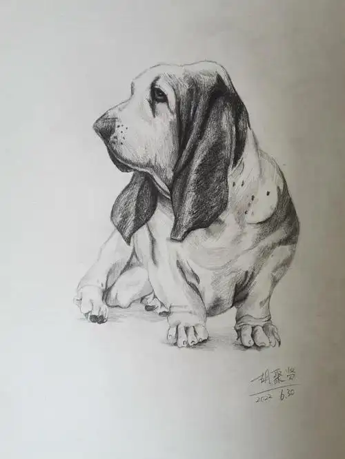 素描小狗