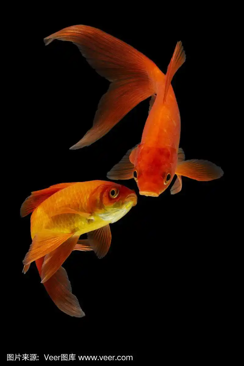 锦鲤鱼金色孤立在黑色背景.