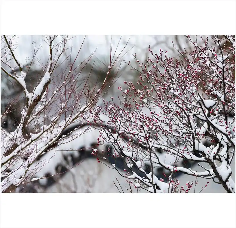 雪里梅花分外香