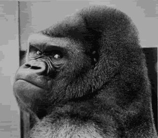 图源:giphy在山地大猩猩的世界里,一般一位银背要带着三个皇子,三到五