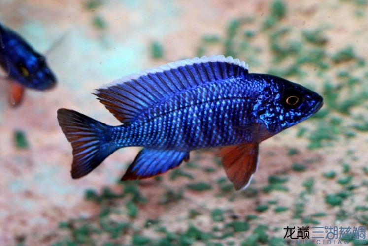 三湖慈鲷图鉴精华美图版(持续更新)