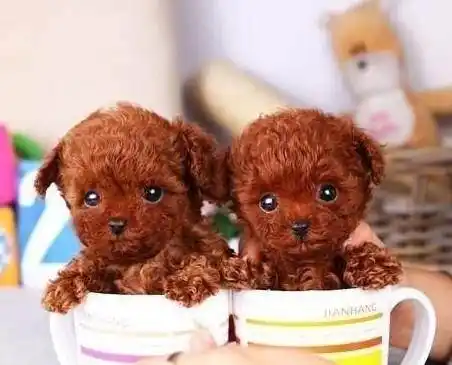 茶杯泰迪狗(茶杯泰迪犬多少钱一只)