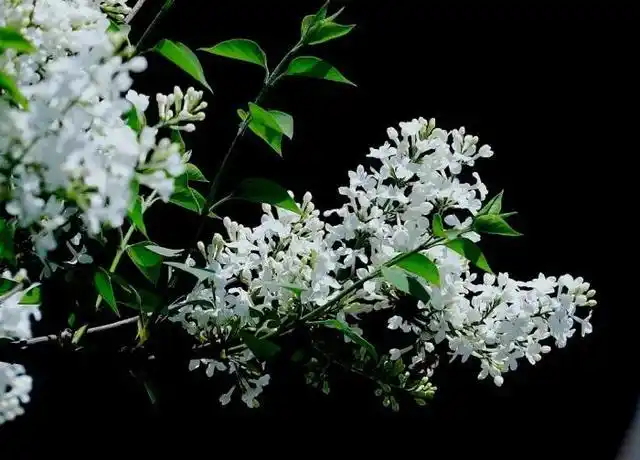 丁香花的样子图片(丁香花的样子图片花语笔画简笔画)_植物知识网