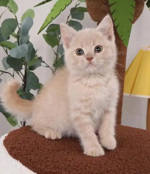 英短纯乳色弟弟一身肉乎乎找新家