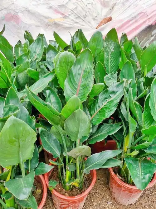 园艺教程如何辨别真假鹤望兰