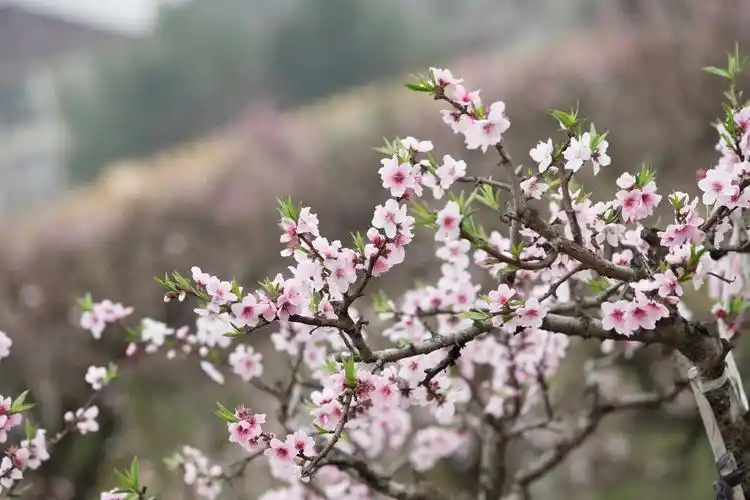 春天桃园盛开的桃花