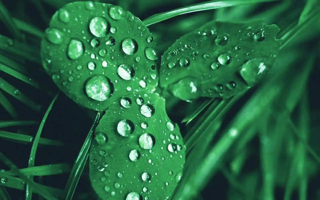 小清新植物特写宽屏高清桌面壁纸