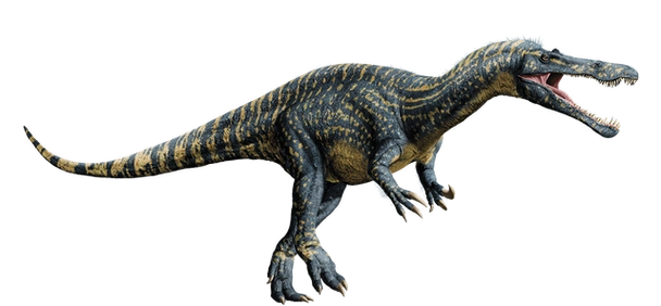 它属于斑龙超科,但具有独特的鳄鱼似的吻部,因此得名"似鳄蜥蜴".