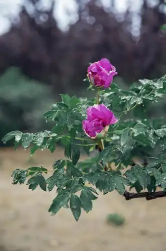 雨中牡丹别有一番风味
