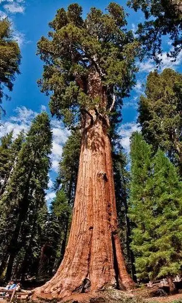 这棵树属于巨杉,也有一个很霸气的名字叫"世界爷".