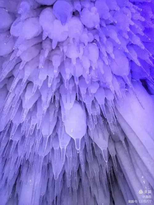 硕果累累,亮晶晶的葡萄像紫色的珍珠,透射出诱人的色彩……赏心悦目之