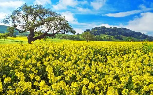 梦幻,春天,自然风光,花海唯美春日花海风景桌面壁纸~~分享一组小清新