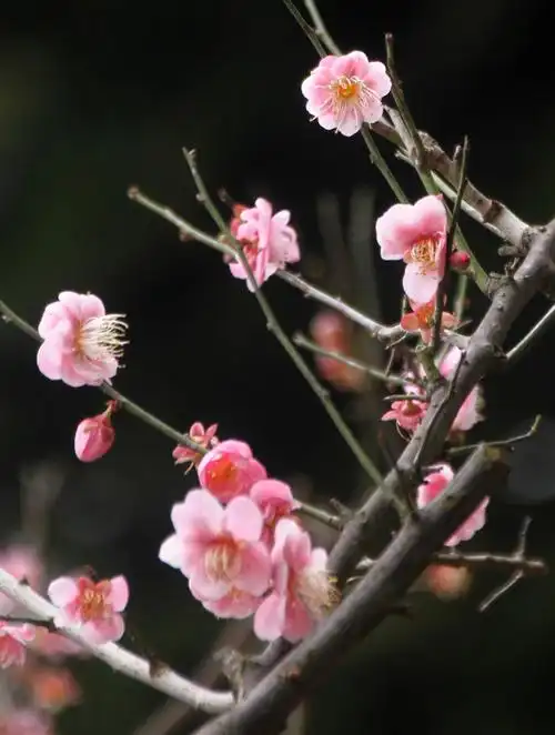今年梅花长得不好