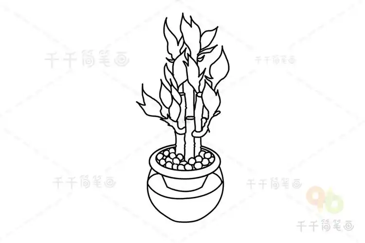 水培植物富贵竹简笔画