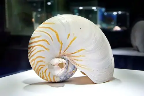 多姿多彩的贝壳王国 - 美篇