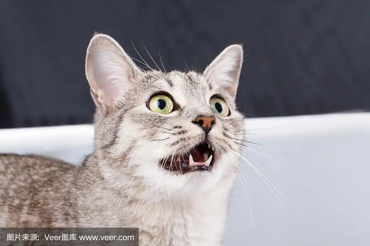 猫的叫声