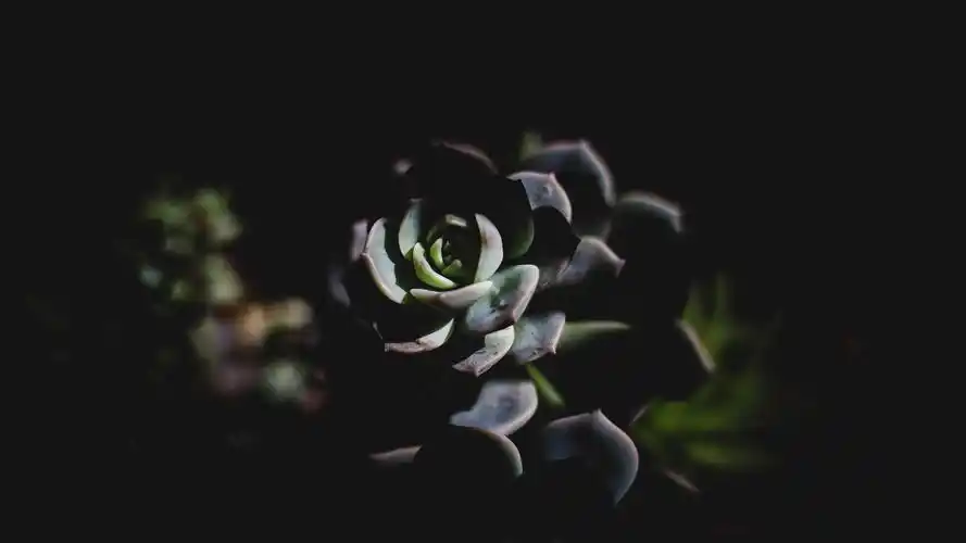 壁纸 多肉植物,黑暗