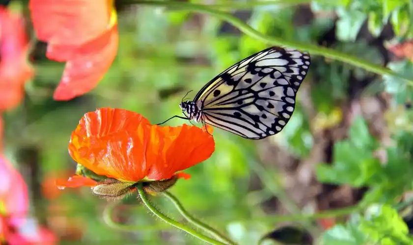虞美人与花蝴蝶