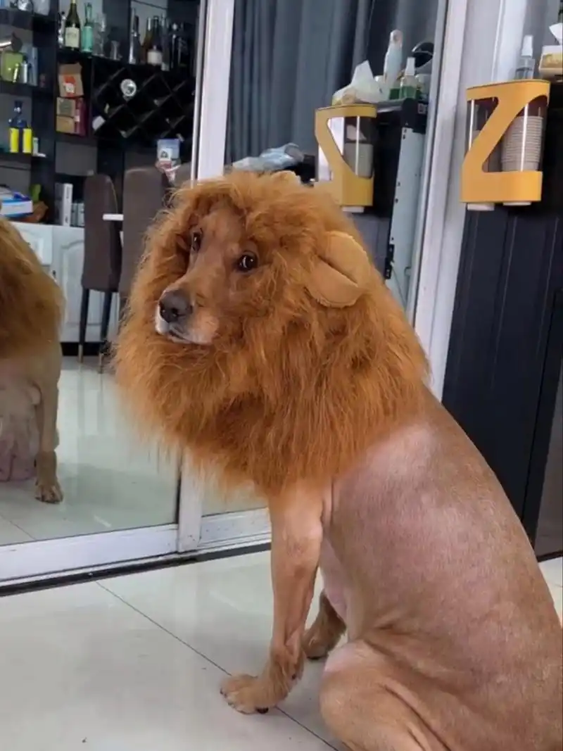 自从给狗子理发后,老公再也不担心我走夜路了.