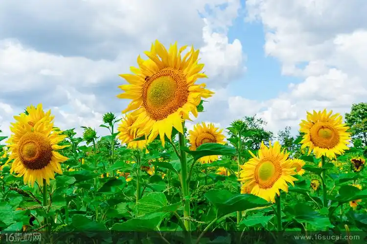 关键词:蓝天白云向日葵葵园花朵绿叶植物农作物农作物种植园花卉美丽