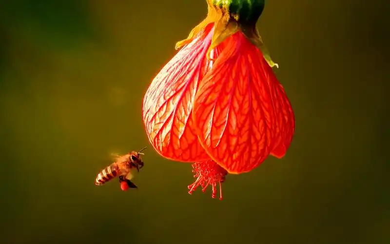 漂亮的灯笼花,蜜蜂飞舞采花蜜