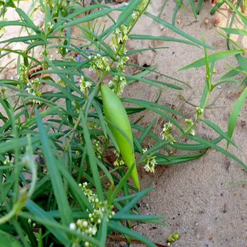 白前选瑞康中药材批发可打粉1000g六件包邮