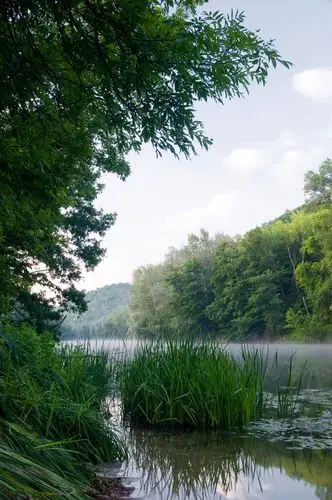 风景,河,芦苇,岸边