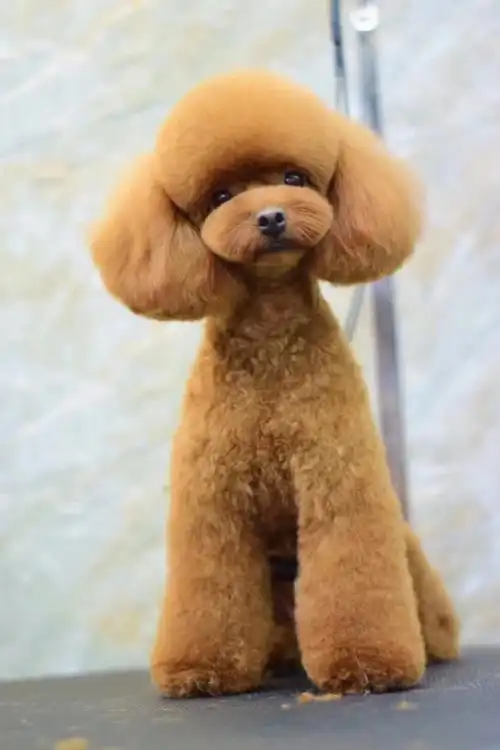 贵宾丸子头造型