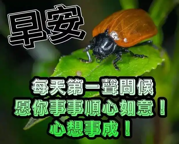 夏天早上好好图片早晨好问候语表情大图