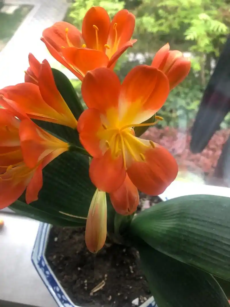 带你看看我家的花花草草 #君子兰开花 #好看的花一定要分享 - 抖音