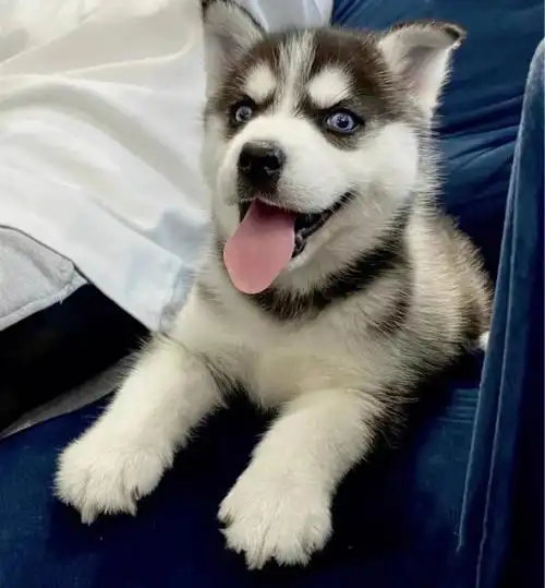 纯种哈士奇找新家 有喜欢的可以来看狗