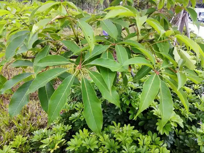 木棉花,英雄花,也叫攀枝花